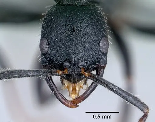 Leptogenys gracilis - CASENT0129782