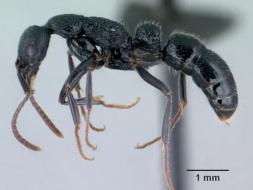 Leptogenys gracilis - CASENT0129782