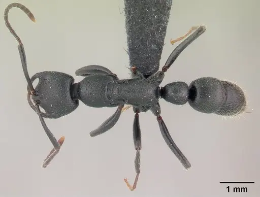 Leptogenys gracilis - CASENT0147121