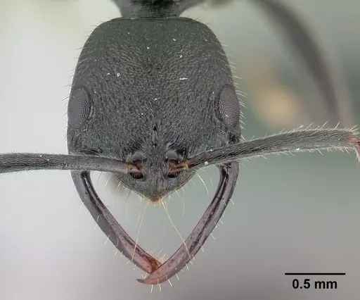 Leptogenys gracilis - CASENT0147121