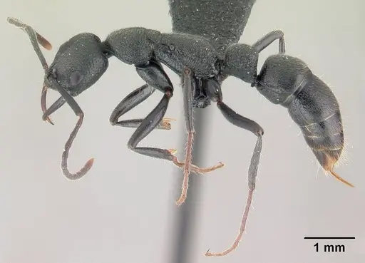 Leptogenys gracilis - CASENT0147121