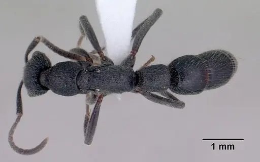 Leptogenys gracilis - CASENT0416193