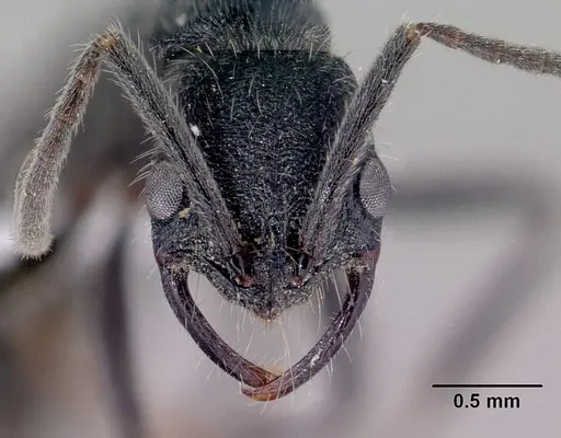 Leptogenys gracilis - CASENT0416193