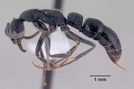 Leptogenys gracilis - CASENT0416193