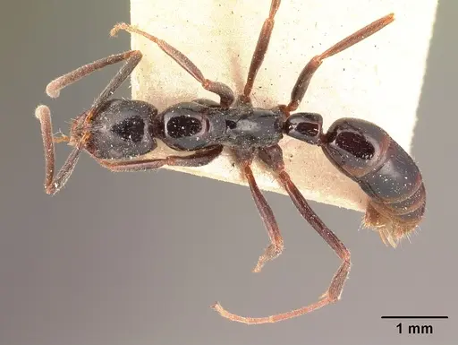 Leptogenys grandidieri specimen