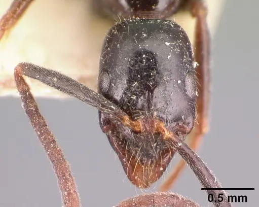 Leptogenys grandidieri specimen