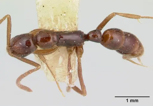 Leptogenys guianensis specimen