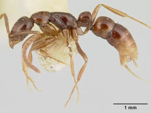 Leptogenys guianensis specimen