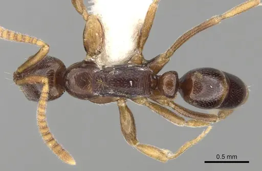 Leptogenys guineensis specimen