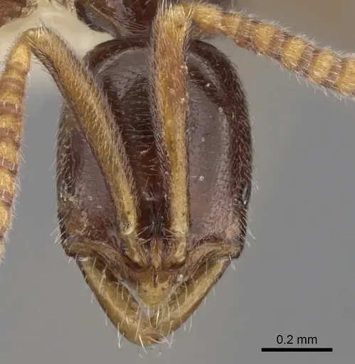 Leptogenys guineensis specimen