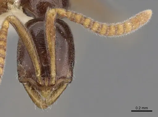 Leptogenys guineensis specimen