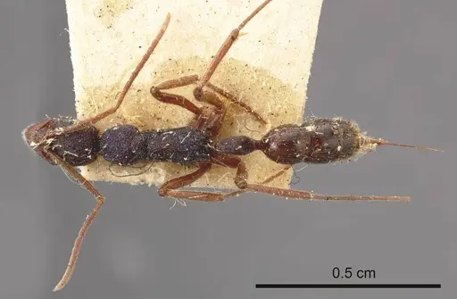 Leptogenys hackeri specimen