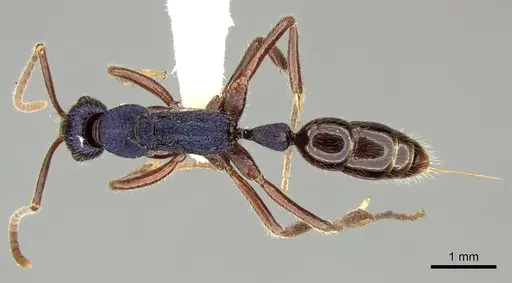 Leptogenys hackeri - CASENT0270554