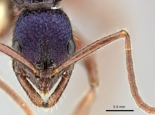 Leptogenys hackeri - CASENT0270554