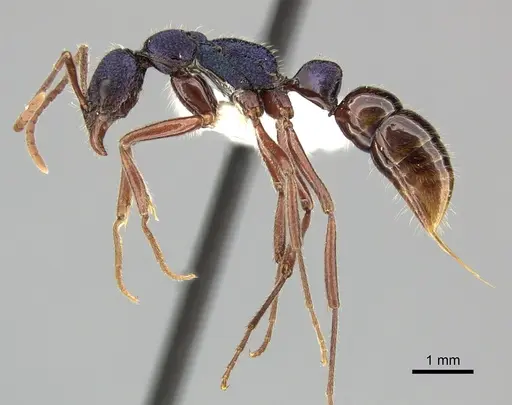 Leptogenys hackeri - CASENT0270554