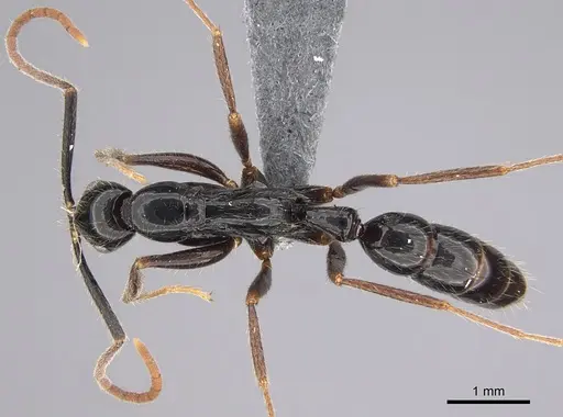 Leptogenys harmsi specimen
