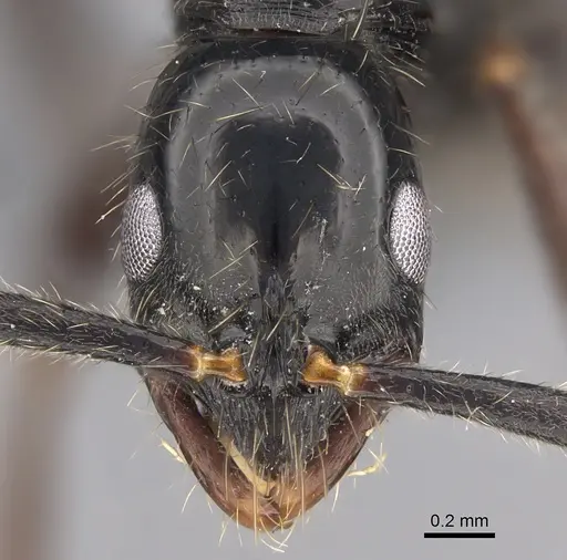 Leptogenys harmsi specimen