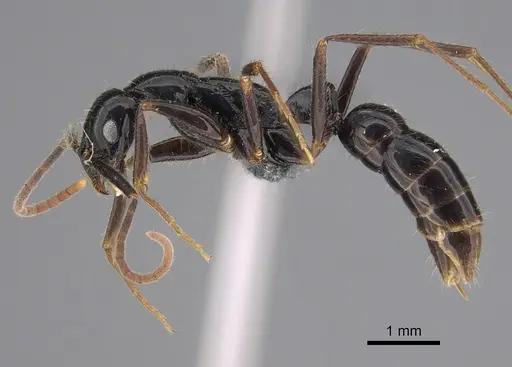 Leptogenys harmsi specimen