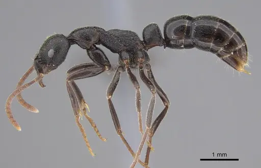 Leptogenys havilandi specimen