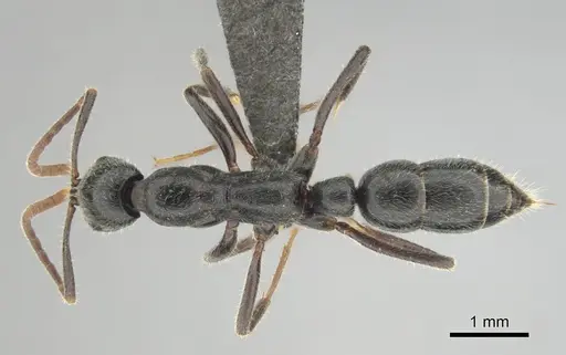 Leptogenys havilandi - CASENT0251927