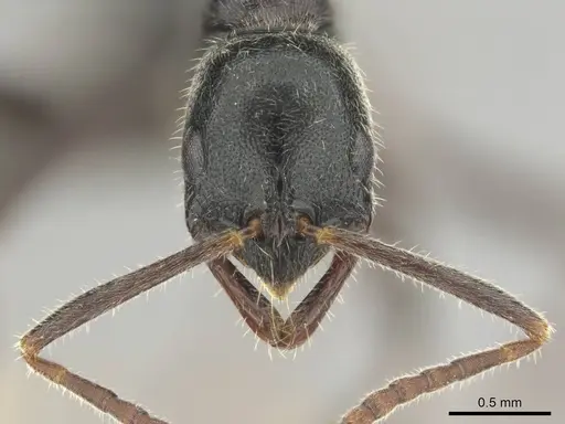 Leptogenys havilandi - CASENT0251927