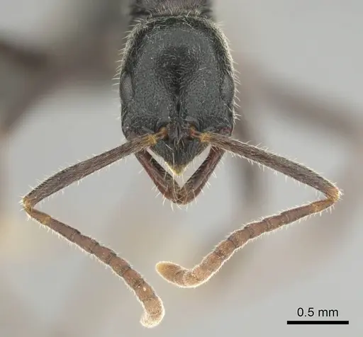 Leptogenys havilandi - CASENT0251927