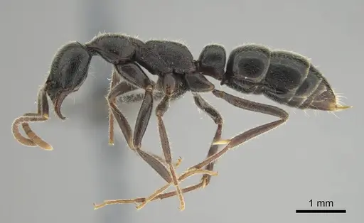 Leptogenys havilandi - CASENT0251927