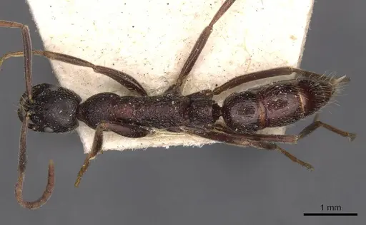 Leptogenys havilandi - CASENT0907354