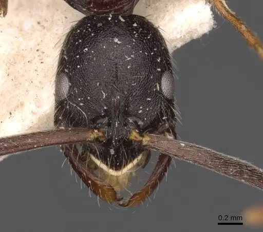 Leptogenys havilandi - CASENT0907354