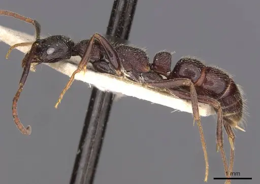 Leptogenys havilandi - CASENT0907354