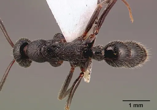 Leptogenys havilandi - SAM-HYM-C000891A