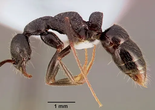 Leptogenys havilandi - SAM-HYM-C000891A