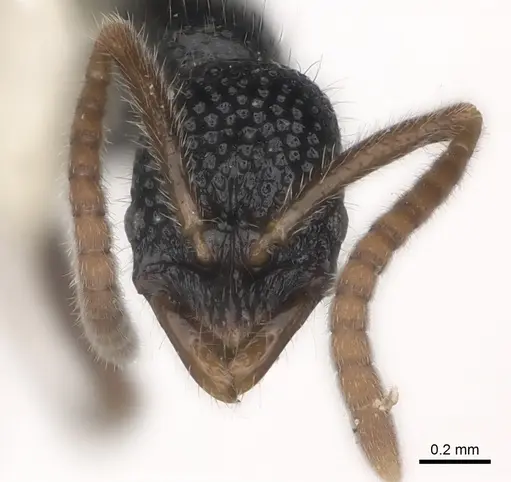 Leptogenys hebrideana specimen