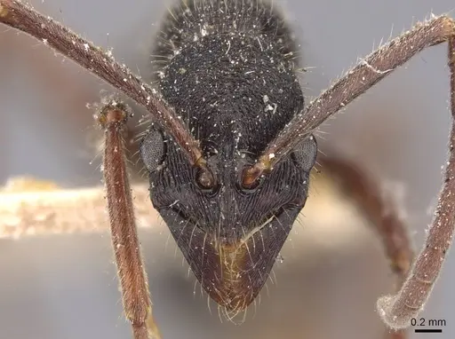 Leptogenys hemioptica specimen