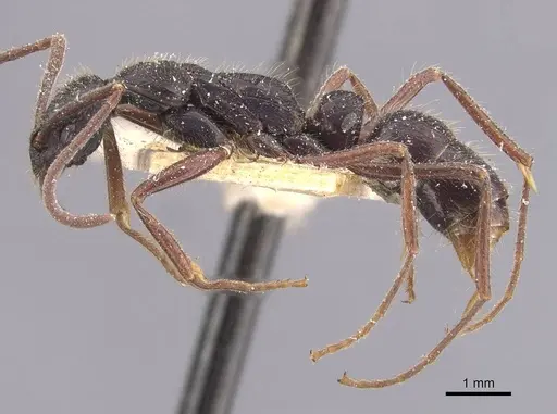 Leptogenys hemioptica specimen