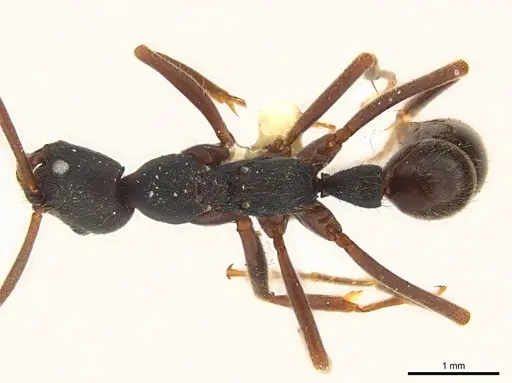 Leptogenys honduriana specimen
