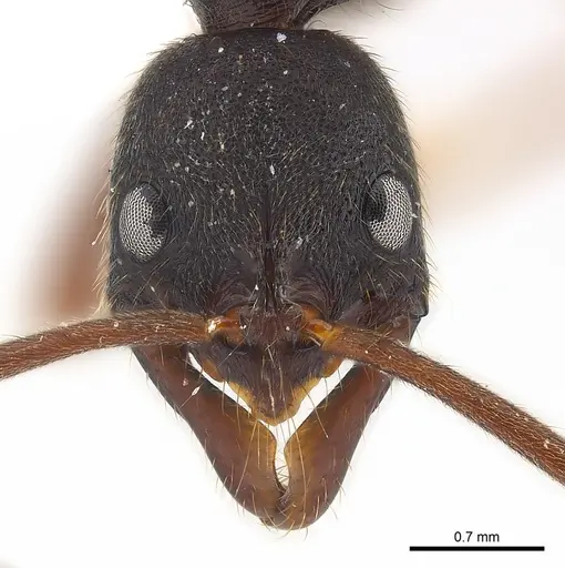 Leptogenys honduriana specimen