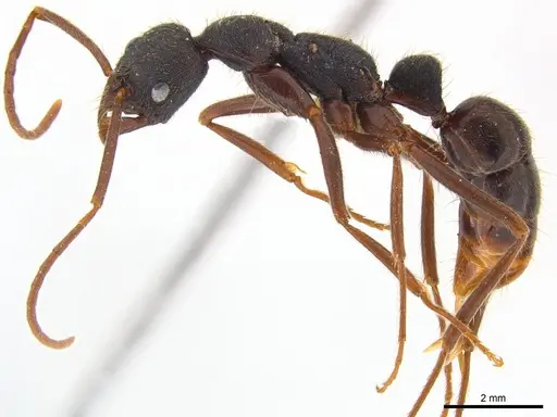 Leptogenys honduriana specimen