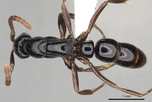 Leptogenys honoria specimen