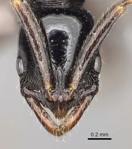 Leptogenys honoria specimen