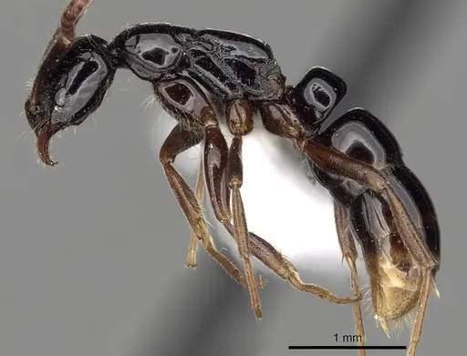 Leptogenys honoria specimen