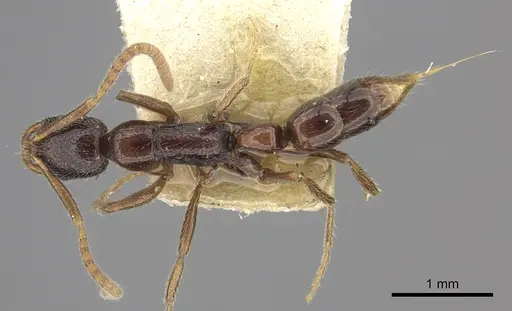 Leptogenys humiliata specimen