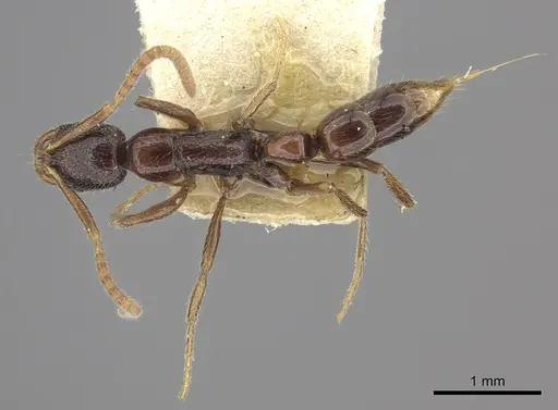 Leptogenys humiliata specimen