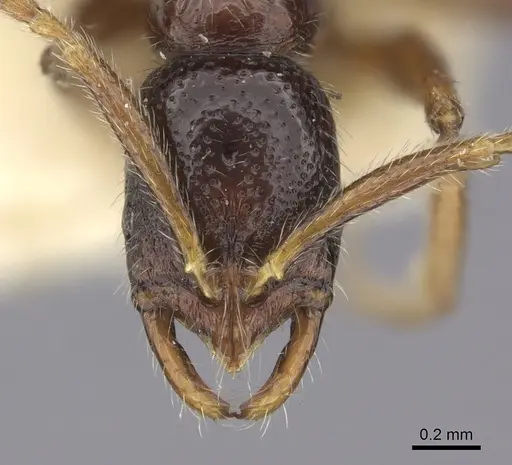 Leptogenys humiliata specimen