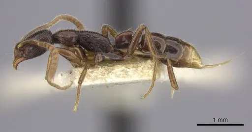 Leptogenys humiliata - CASENT0260382