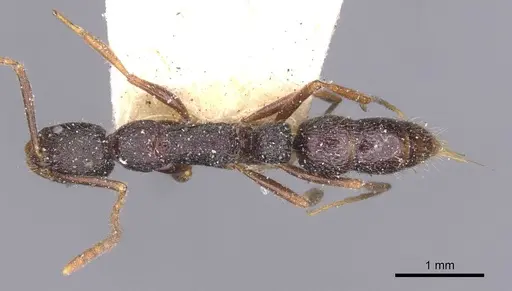 Leptogenys hysterica specimen