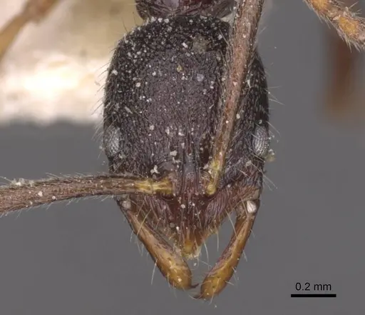 Leptogenys hysterica specimen