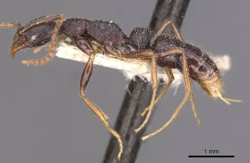 Leptogenys hysterica specimen