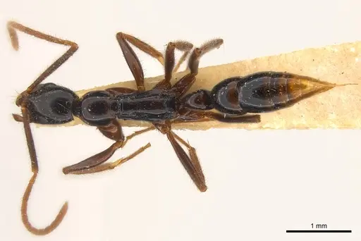 Leptogenys iheringi specimen