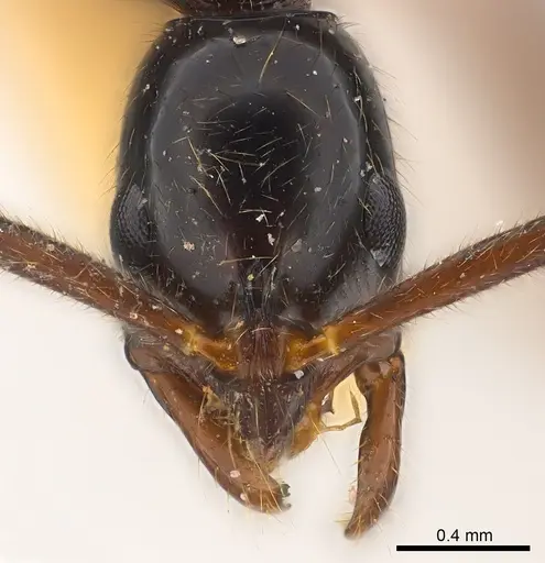 Leptogenys iheringi specimen